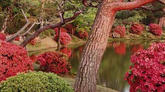 Nature Trees lakes Parks