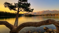 Nature Trees lakes scenic