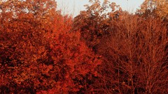 Nature Trees land autumn