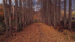 Nature Trees land autumn