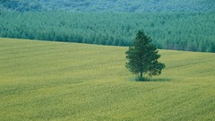 Nature Trees land Green