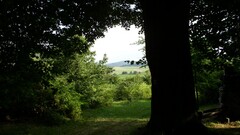 nature Trees landscape Plants grass