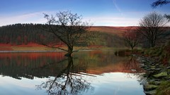 Nature Trees Landscapes autumn