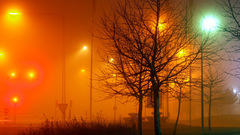Nature Trees lanterns