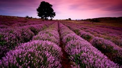 Nature Trees lavender fields