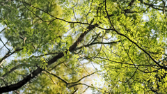 Nature Trees leaves branches