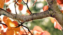 Nature Trees leaves branches