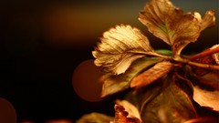 Nature Trees leaves brown