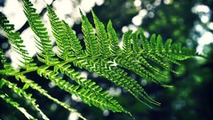Nature Trees leaves Ferns