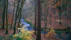 Nature Trees leaves grass