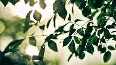 Nature Trees leaves macro