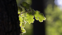Nature Trees leaves oak