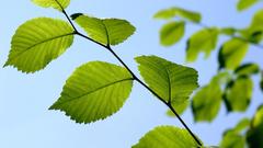 Nature Trees leaves Plants
