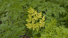 Nature Trees leaves Plants