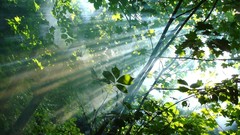 Nature Trees leaves sunlight