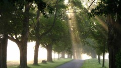 Nature Trees light avenue