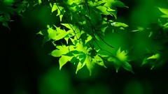 Nature Trees light Green