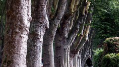 Nature Trees light Green roads
