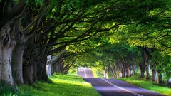 Nature Trees light Green roads