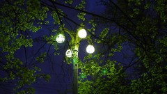 Nature Trees light lamppost