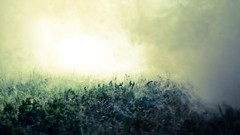 Nature Trees light mist