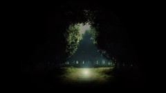 Nature Trees light Plants shadows