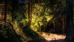 Nature Trees light shadows forests HDR Photography