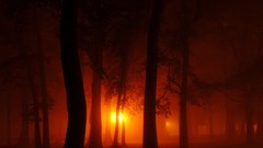 Nature Trees light silhouettes forests