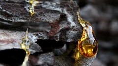Nature Trees liquid close-up bark rocks
