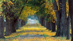 Nature Trees Louisville Kentucky roadway