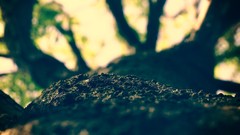 Nature Trees macro