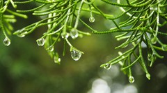 Nature Trees macro depth