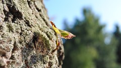 Nature Trees macro depth