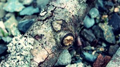 Nature Trees macro depth