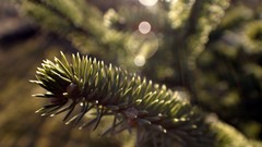 Nature Trees macro spruce