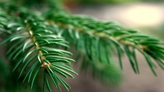 Nature Trees macro spruce