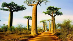 Nature Trees Madagascar roads