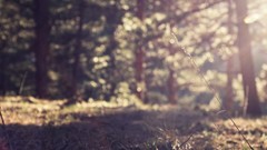 Nature Trees minimalistic