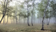 Nature Trees mist forests