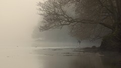 Nature Trees mist rivers