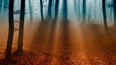 Nature Trees mist shadows sunlight forests