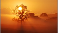 Nature Trees mist sunlight