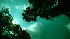 Nature Trees monochrome