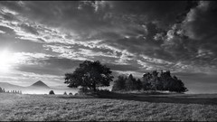 Nature Trees monochrome