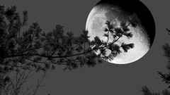 Nature Trees moon shadows grayscale