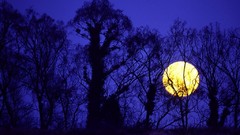Nature Trees moon silhouettes night sky