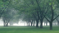 Nature Trees morning mist