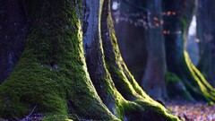 Nature Trees moss