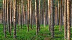 Nature Trees moss Estonia forests pine trees natural lighting