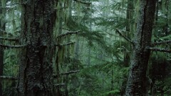 nature Trees moss forest